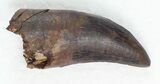 Killer Tyrannosaur Tooth - Partial Root #30831-2